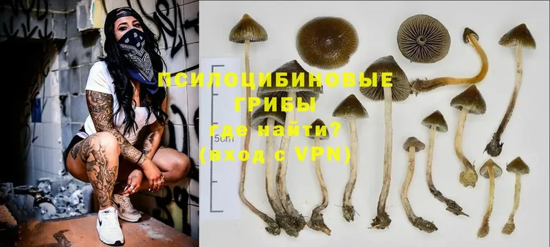 цены наркотик  Аша  Галлюциногенные грибы Cubensis 